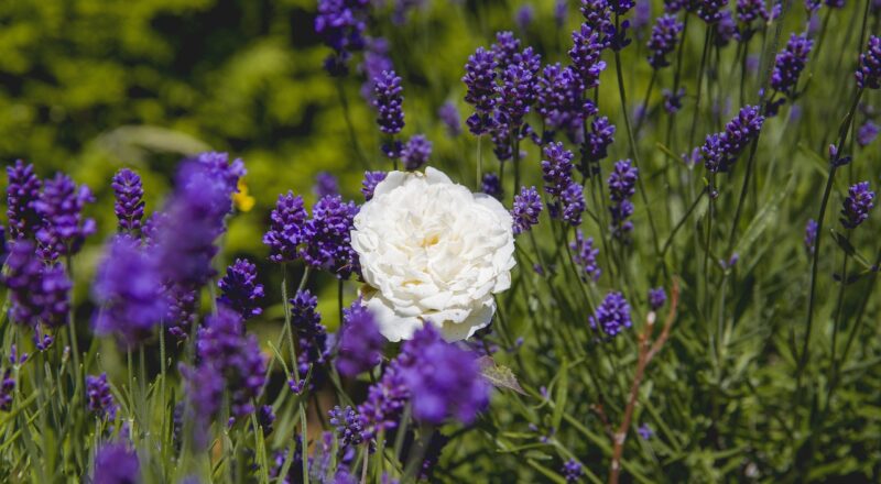 Lavendel